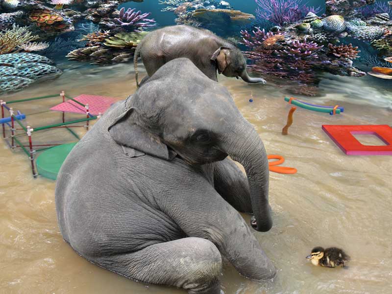 ÉLÉPHANTs AU BAIN